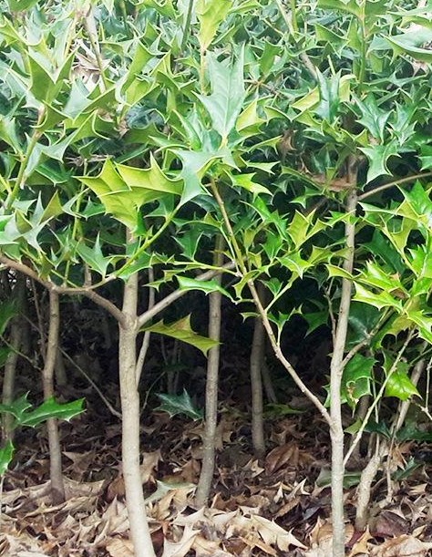 枸骨树的生长特性图片